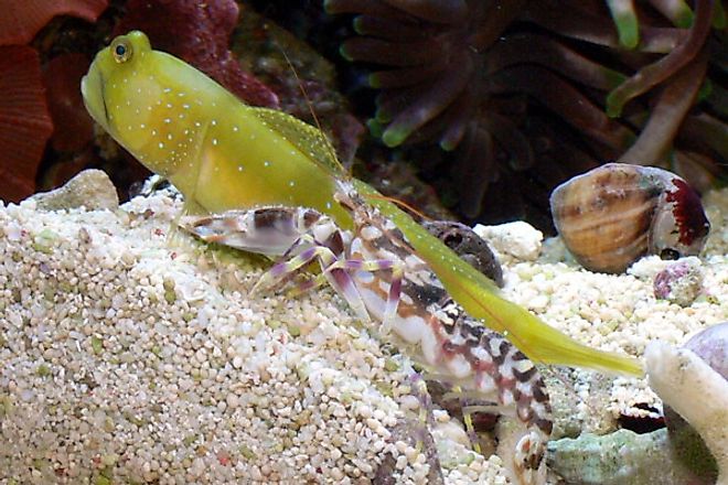 tiger pistol shrimp