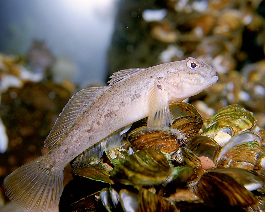 Round goby from the Great Lakes, United States. Eric Engbretson, U.S. Fish and Wildlife Service - This image originates from the National Digital Library of the United States Fish and Wildlife Service at this page This tag does not indicate the copyright status of the attached work. A normal copyright tag is still required. See Commons:Licensing. See Category:Images from the United States Fish and Wildlife Service.