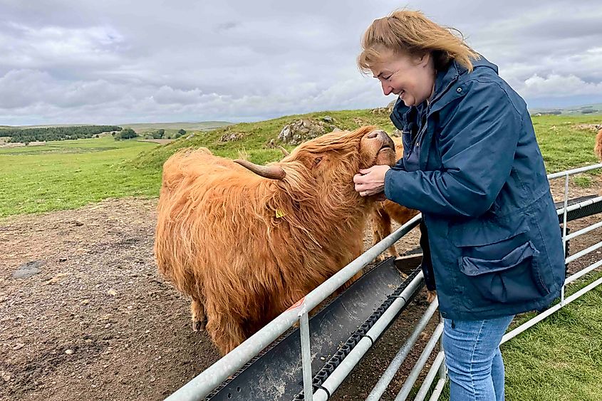 Janet McQuistin with one of their cows Image credit Bryan Dearsley
