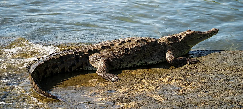 American Crocodile Emerging from Water