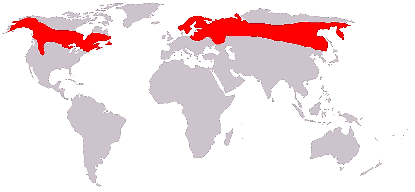 Map showing Moose distribution.