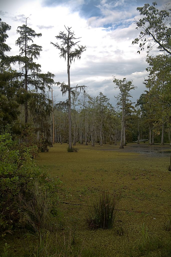 Swamp in Sam Houston State Park