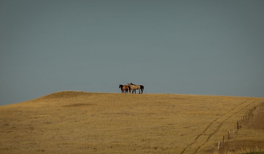 Landscape with horses in Chadron.