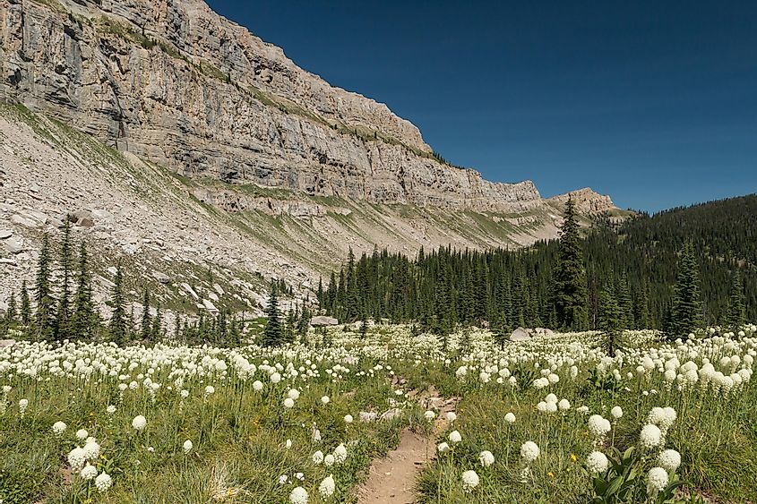 The Chinese Wall and Bear Grass in the Bob Marshall Wilderness, Montana