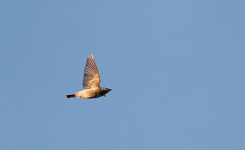 Lonely Cedar Waxwing (Bombycilla cedrorum) migrating over Higbee Beach, Cape May, New Jersey in the USA.
