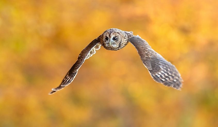 The tawny owl (Strix aluco), also called the brown owl, is a stocky, medium-sized owl in the family Strigidae. 
