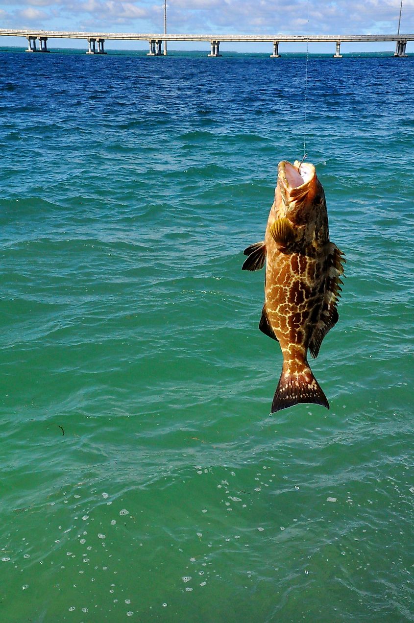 big grouper fish caught near the old Bahia Honda Rail Bridge. Editorial credit: Khairil Azhar Junos / Shutterstock.com
