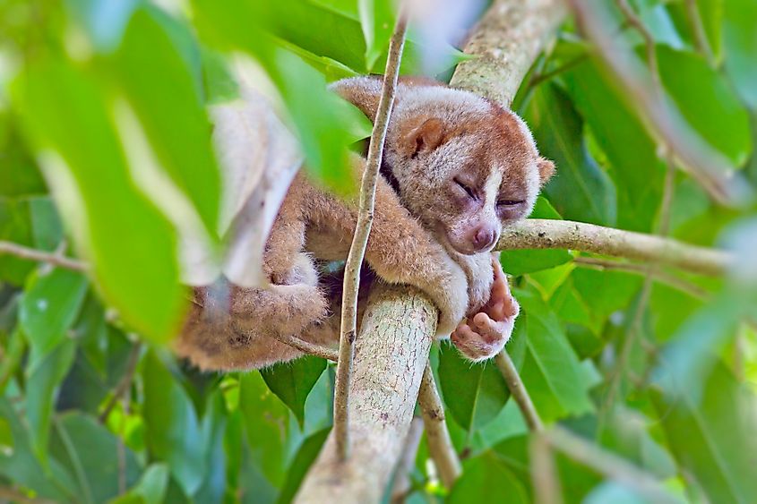 A slender loris sleeping on a tree.