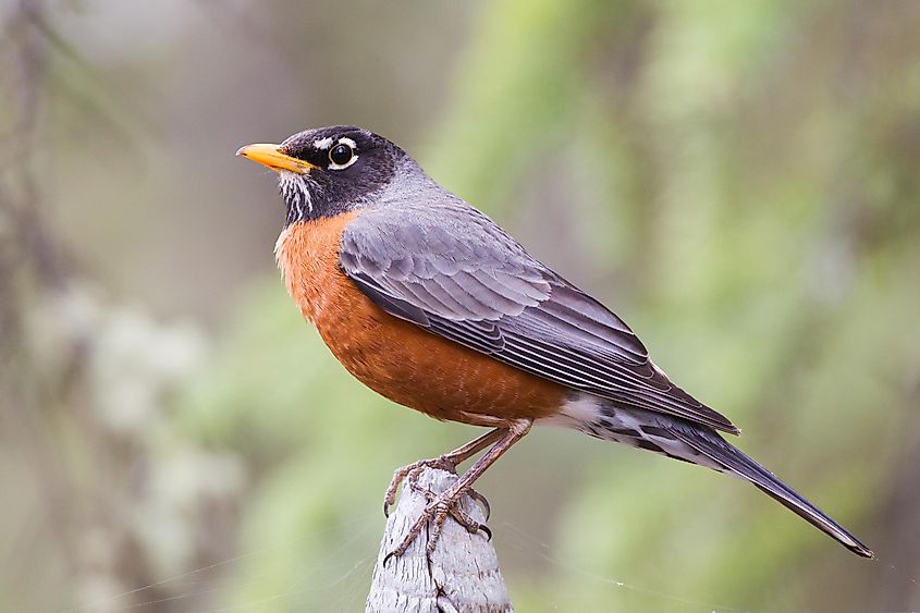 A male American robin.
