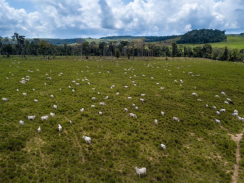 Cattle ranching is destroying forests