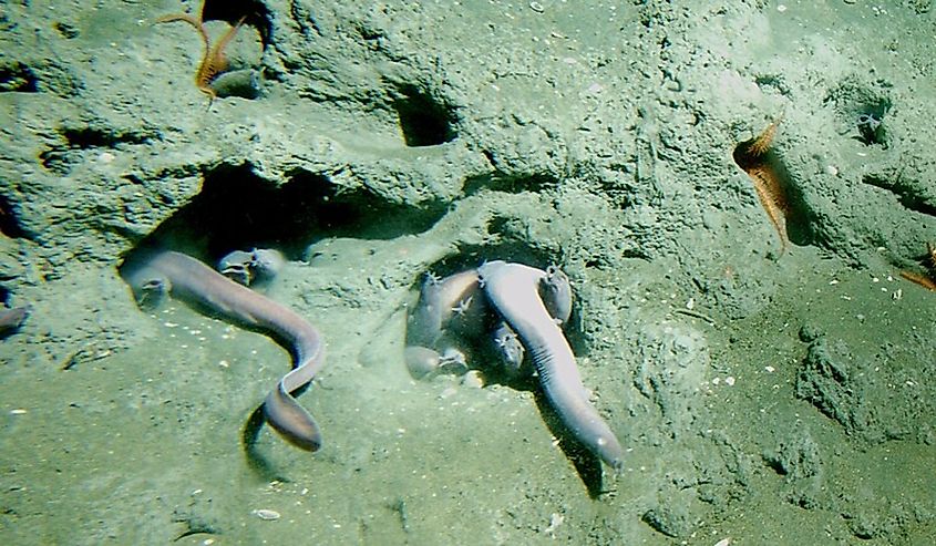 Pacific hagfish (Eptatretus stoutii) in a hole at 150 meters depth.