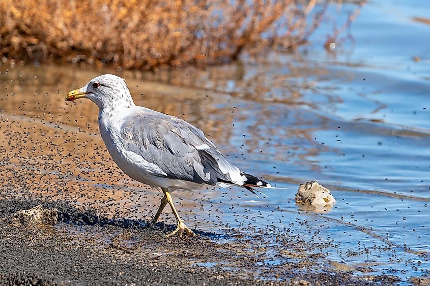 California Gull feeding on Mono Lake alkali flies in Mono Lake, California