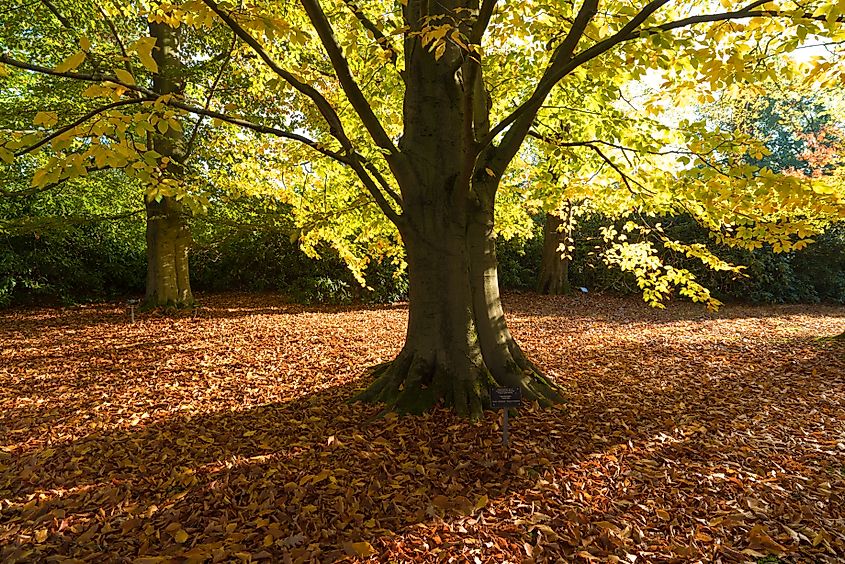 An American Beech tree. Via Shutterstock / hans engbers