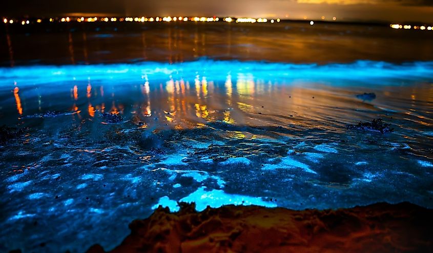 A captivating night scene of bioluminescent algae illuminating the shoreline at Jervis Bay, Australia.