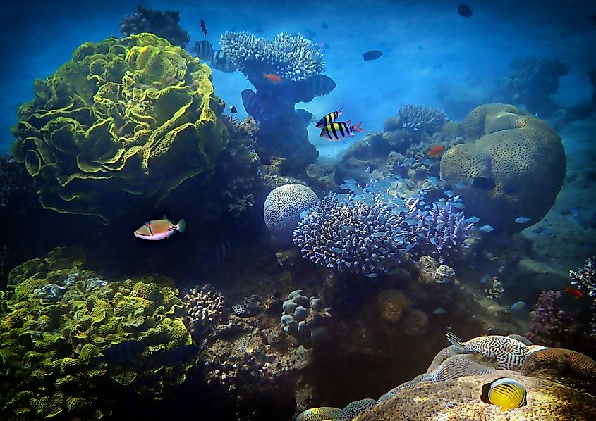 Coral reefs in the sea