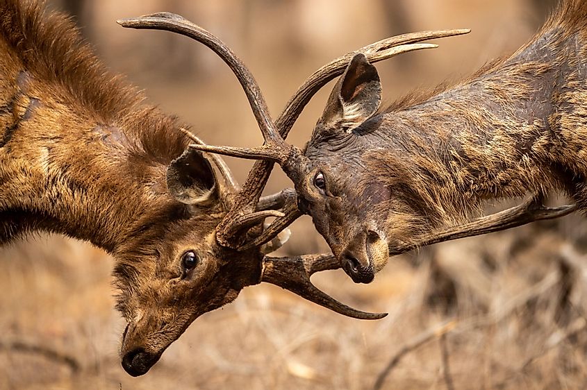 Two fully adult angry male Sambar deer in action.