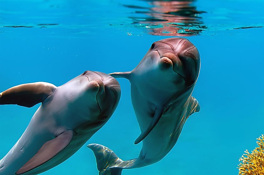 Two dolphins in the sea in Hawaii.