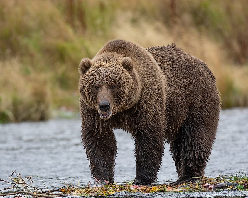 Kodiak Brown bear on Kodiak Island, Alaska, in the summer