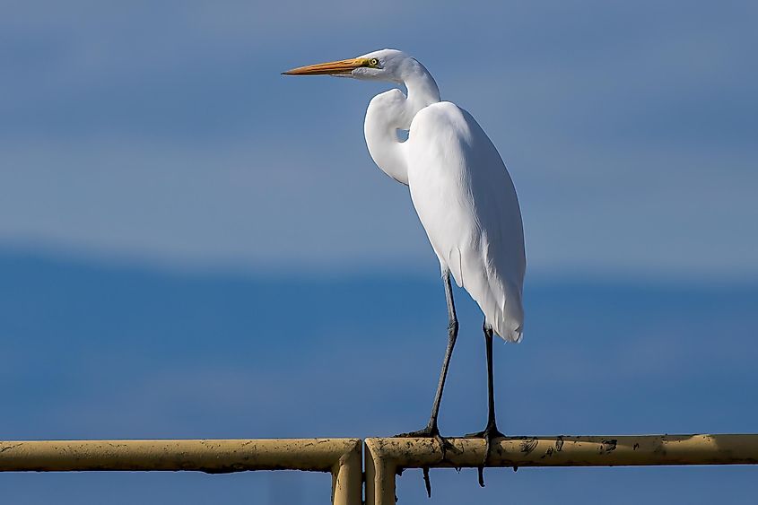 A beautiful great egret, the largest of all egret species.