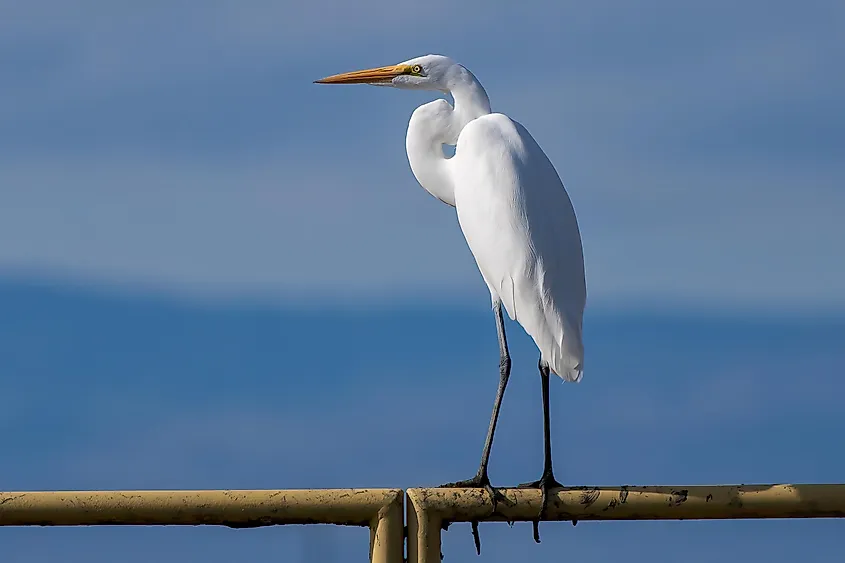 A beautiful great egret, the largest of all egret species.