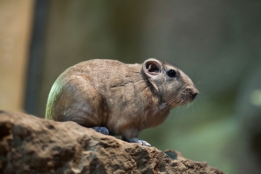 Morocco Animals — What Kind of Animals Live in Morocco? - WorldAtlas Morocco Animals — What Kind of Animals Live in Morocco? - WorldAtlas