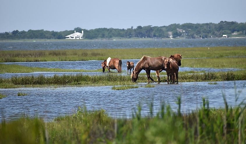 Beautiful wild horses in the marshes of Assateague State Park, Maryland