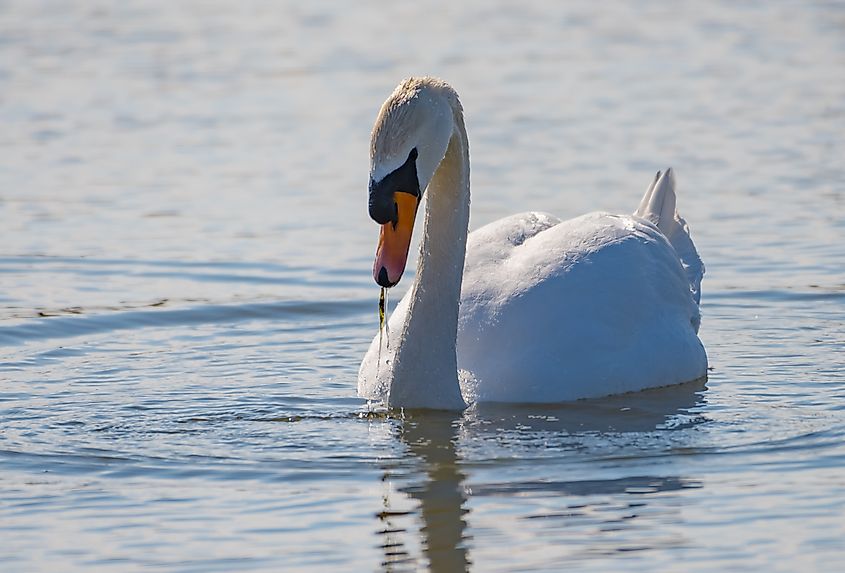Mute Swan at Geist Reservoir, Indiana