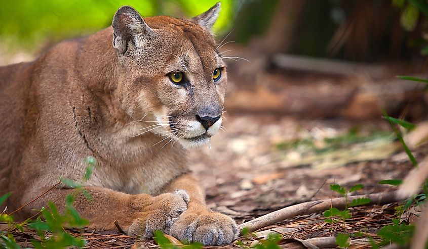 The endangered Florida panther or cougar laying on the ground