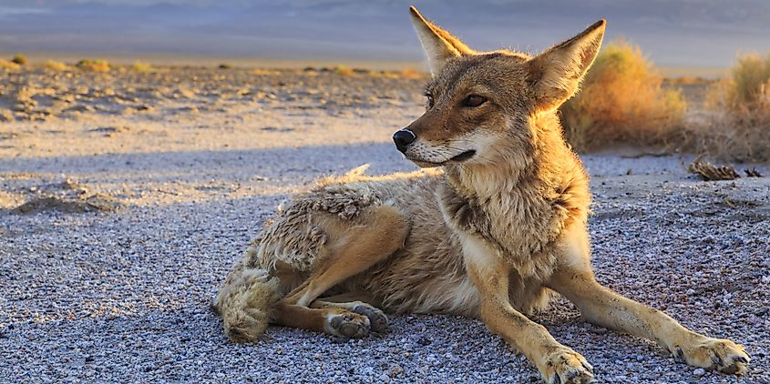 Lone Coyote settling in at Bad Water, Death Valley National Park