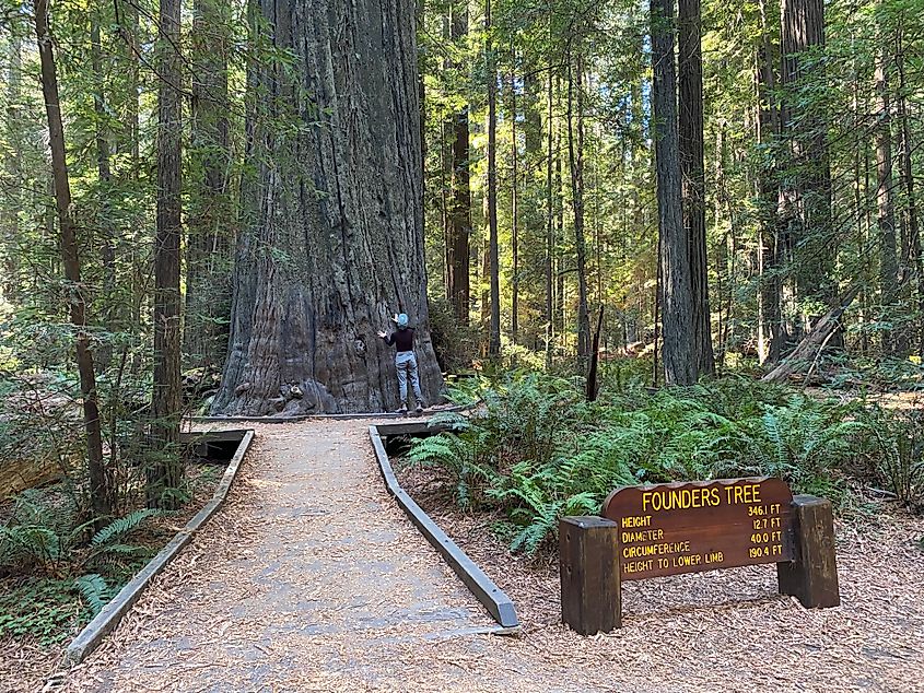 A woman admires a massive redwood, signed as "Founders Tree"