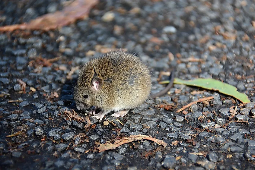 House mouse (Mus musculus) on Haleakala in Maui, Hawaii. Image credit: Amy Olson/Shutterstock.com