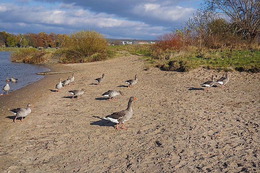 Greylag geese near the river Elbe in Dresden