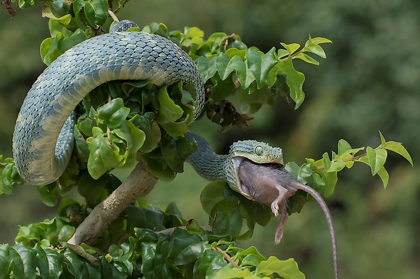 Bush Viper (Atheris squamigera) eating rodent.