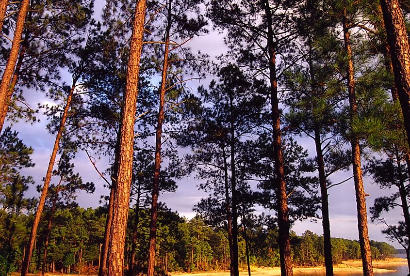 Lake Thurmond, Sumter National Forest, South Carolina. 