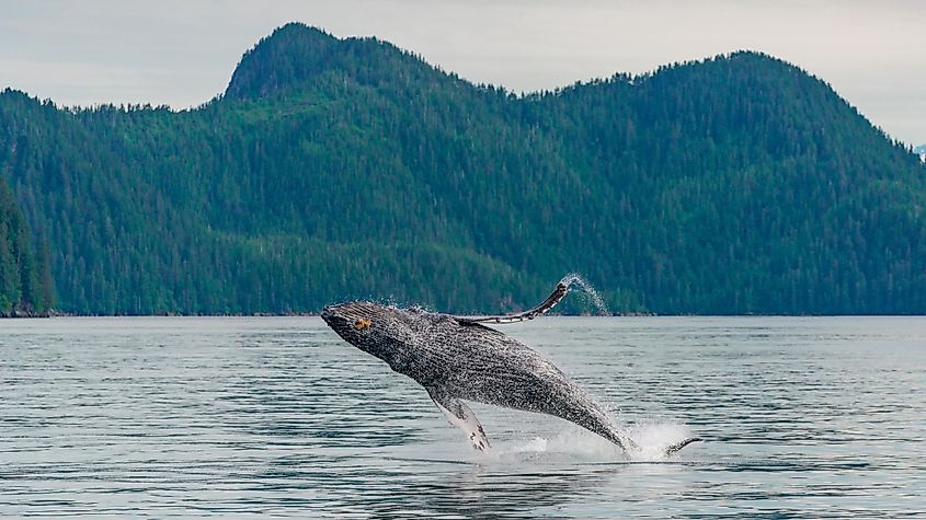 Kenai Fjords National Park