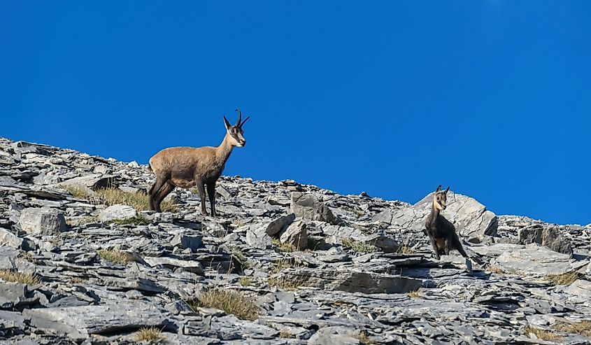 Wild mountain goat (chamois) on Mount Olympus