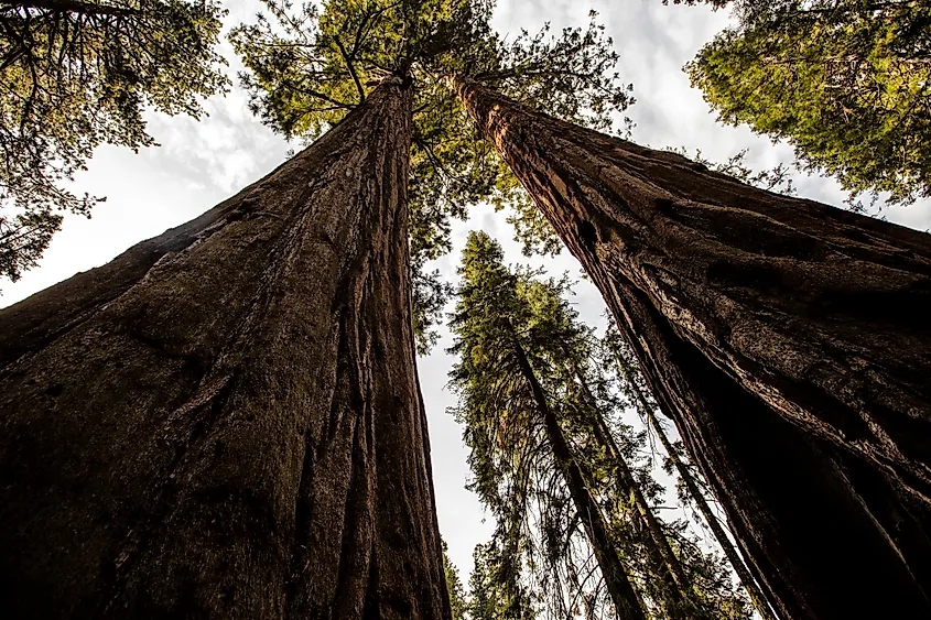 Giant sequoia trees in a grove at Sequoia National Park, California.