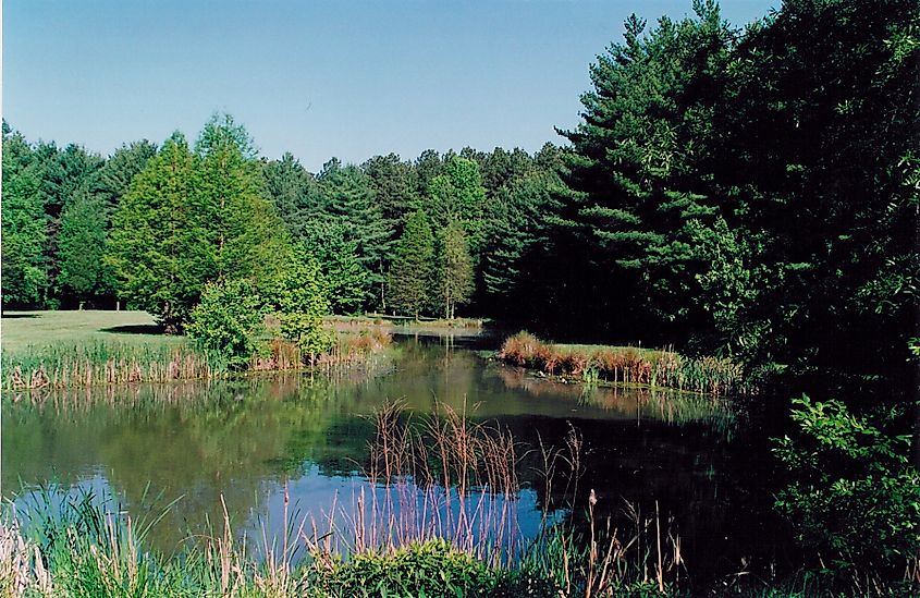 Pond at Blackbird State Forest