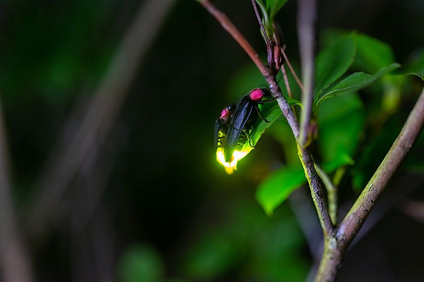 A close-up of a firefly emitting light produced through bioluminescence.