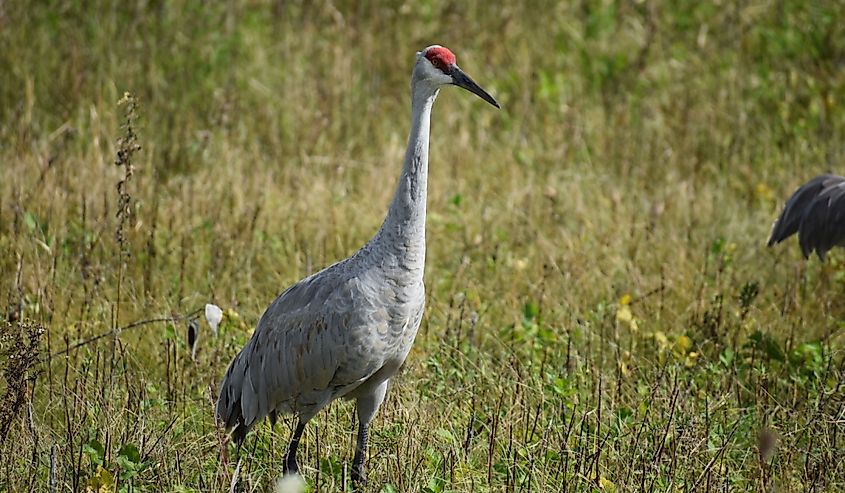 Sandhill Cranes on the Horicon Marsh