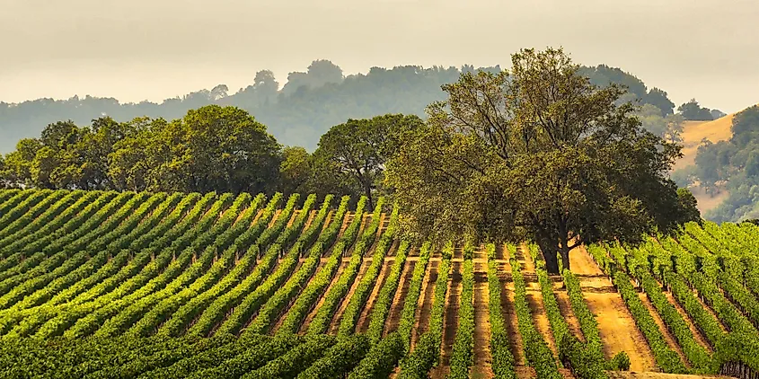 A valley oak standing in a Sonoma County vineyard, the oak woodland habitat where western blacklegged ticks are found.