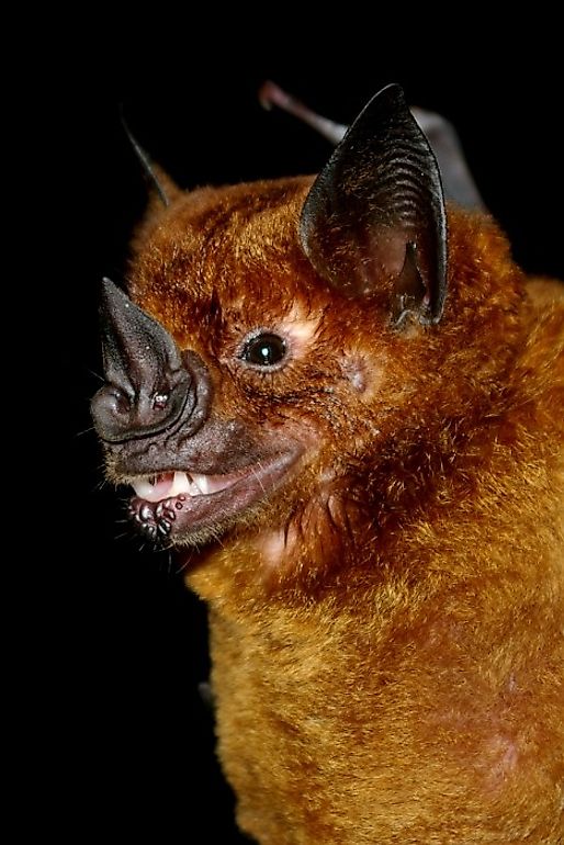Greater Spear-nosed Bat, picture taken in La Selva, Costa Rica