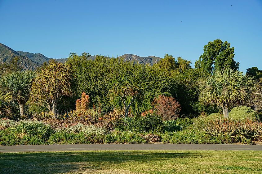 Beautiful afternoon nature scene at Los Angeles County Arboretum & Botanic Garden