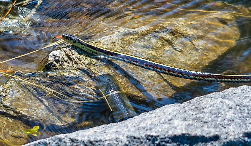 Common Garter snake in water