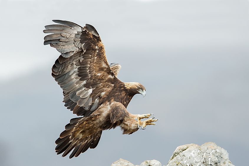 golden eagle