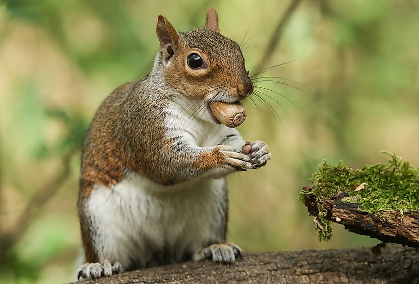 An Eastern gray squirrel with food in mouth.