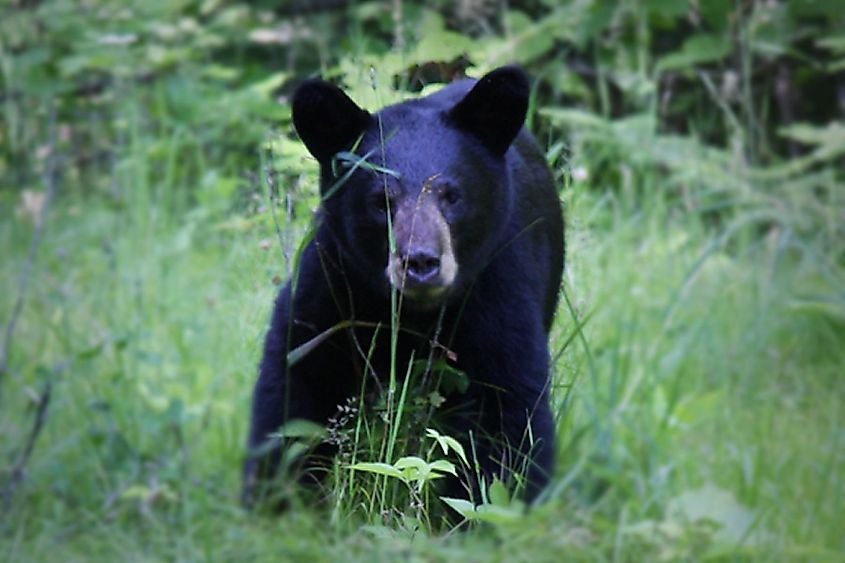 American black bear