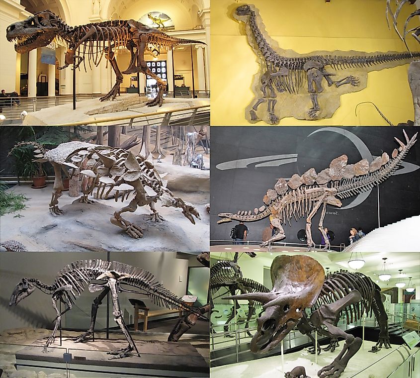 Reconstructed skeletons representing six major dinosaur groups, displayed in various museums worldwide, including Tyrannosaurus rex, Camarasaurus, Gastonia, Stegosaurus, Maiasaura, and Triceratops