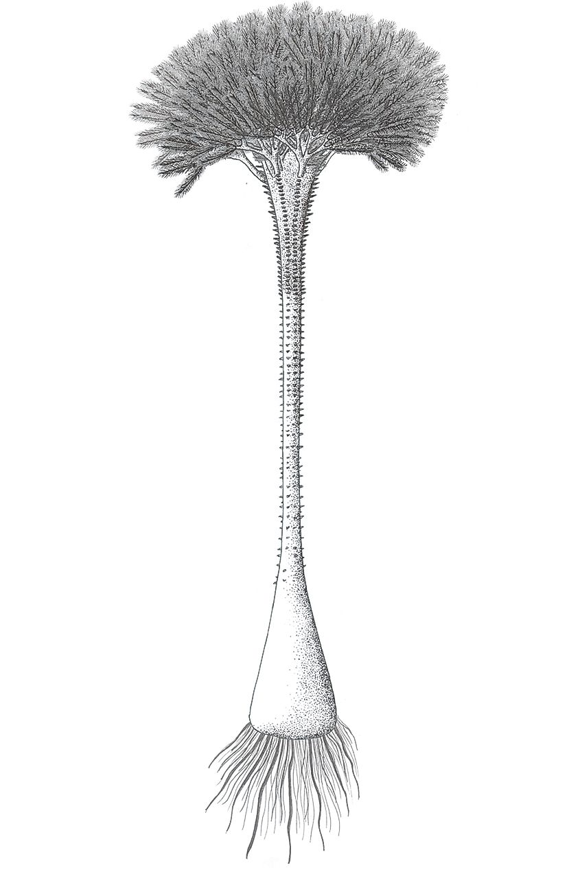 Artistic reconstruction of the fossil plant Calamophyton from the devonian according to its fossil remains.