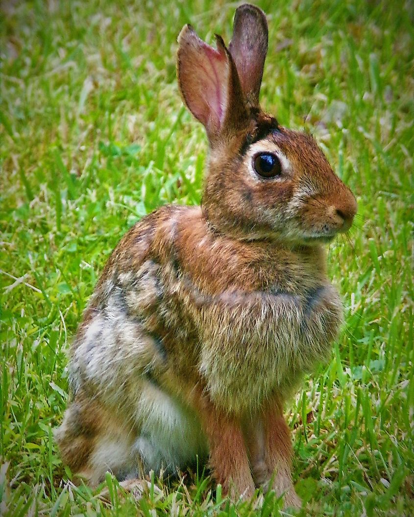 Photograph of an Appalachian cottontail in Pennsylvania.